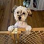 Montii Theodore joined the competition — help win amazing prizes! dog, puppy, wooden_floor, baby_gate, indoor, pet, curious, paws, furry, small_dog, home, shoes, flooring, wood, looking, standing, fence, domestic_animal, cute, animal