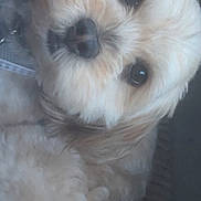 Montii Theodore is registered to the contest to win money with this photo: adorable, animal, close_up, companion, cozy, cream_color, cute, cute_pet, dog, domestic_animal, eyes, face, fluffy, friendly, fur, indoors, mammal, nose, pet, portrait