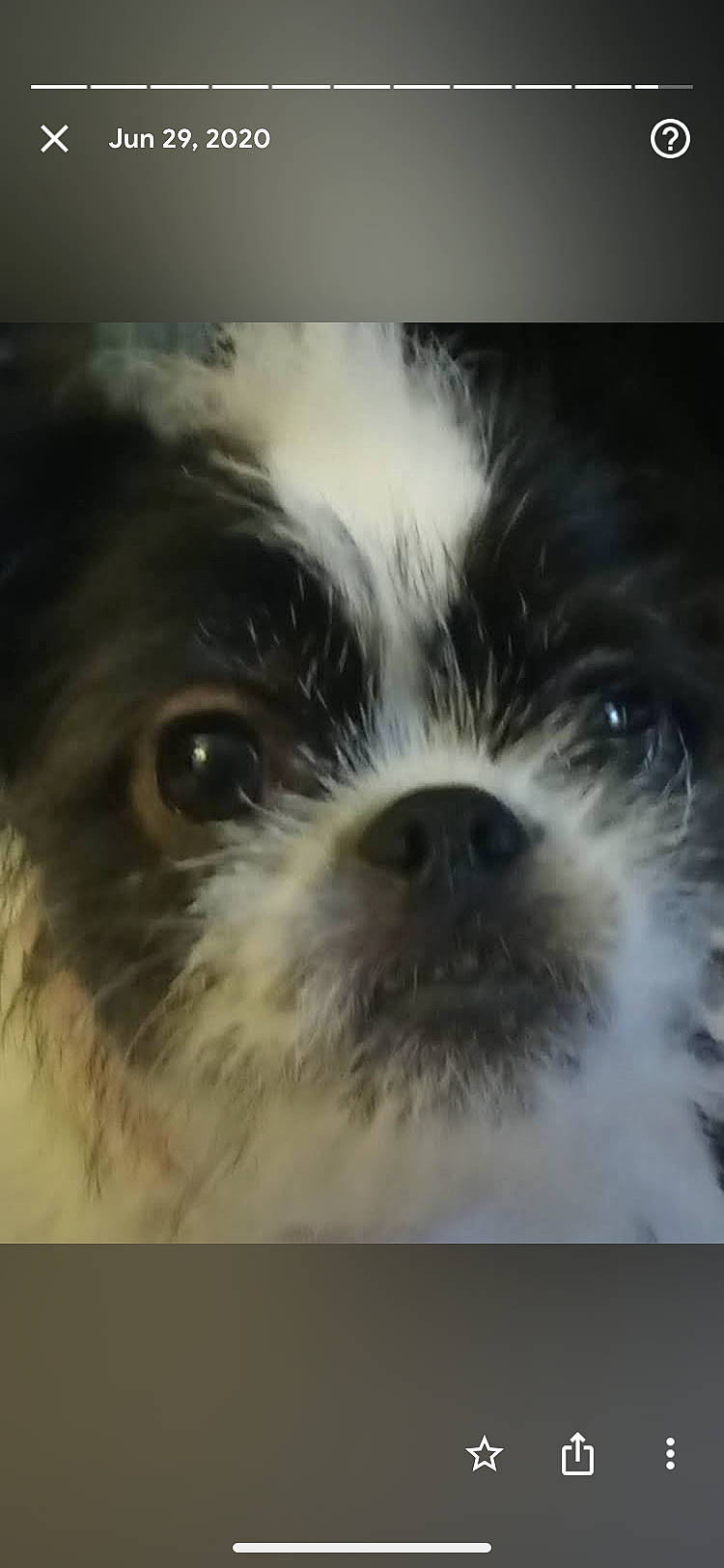 Sassy joined the competition — help win amazing prizes! canidae, carnivore, companion_dog, dog, dog_breed, fur, liver, macro_photography, maltepoo, non_sporting_group, puppy, shih_tzu, small_terrier, snout, sporting_group, terrestrial_animal, terrier, toy_dog, whiskers, working_animal