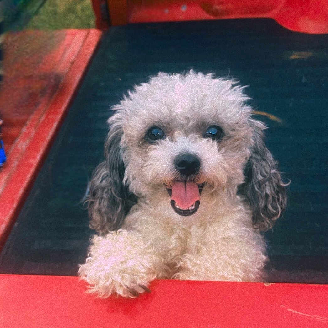 Oreo is registered to the contest to win money with this photo: animal, canine, closeup, curly_fur, cute, dog, domestic_animal, front_view, fur, happy, outdoor, parked_car, pet, playful, red, smiling, tailgate, tongue_out, truck_bed, vehicle