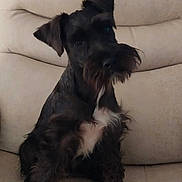 Ziggy joined the competition — help win amazing prizes! dog, pet, sitting, black_and_white, fur, beard, couch, indoor, animal, canine, portrait, cute, furry, companion, domestic, mammal, whiskers, ears, expression, relaxed