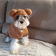 Zeus is registered to the contest to win money with this photo: adorable, animal, blanket, costume, couch, cozy, cute, cute_outfit, dog, fluffy, fur, furry, home, indoor, pet, portrait, sitting, small_dog, soft, teddy_bear
