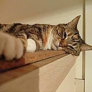 Titou a rejoint le concours — aidez-le/la à gagner de superbes lots ! cat, tabby, paw, sleepy, feline, resting, wooden_shelf, indoor, close_up, fur, whiskers, relaxed, pet, animal, cute, stretching, home, cozy, lazy, portrait