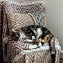 cat, tabby_cat, armchair, blanket, cushion, patterned_fabric, indoor, wooden_floor, relaxed, pet, fur, tail, resting, cozy, home, furniture, living_room, wall, comfort, domestic_animal