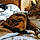 Titou