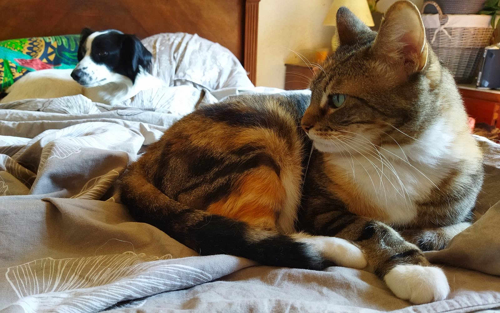 Titou