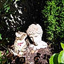 cat, tabby_cat, collar, bell, stone_bust, garden, plants, greenery, soil, leaves, sunlight, shadow, outdoor, nature, sculpture, curious, pet, animal, daylight, flora