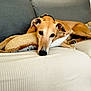 Verdina participe au concours pour gagner de l'argent avec cette photo : dog, couch, pillow, relaxed, indoor, pet, resting, brown_dog, fur, ears, eyes, nose, lying_down, comfort, homedecor, fabric, living_room, domestic_animal, canine, calm