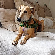 Verdina participe au concours pour gagner de l'argent avec cette photo : dog, bed, cushion, blanket, indoor, resting, pet, furniture, canine, quiet, relaxed, brown_dog, domestic_animal, comfort, harness, soft_texture, neutral_colors, cozy, portrait, calm