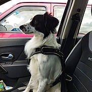 Olaf a rejoint le concours — aidez-le/la à gagner de superbes lots ! dog, black_and_white, car_interior, dog_harness, side_view, seat, window, vehicle, pet, canine, fur, domestic_animal, sitting, leash, transportation, door, head, profile, seatbelt, resting