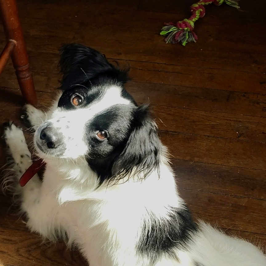 Olaf participe au concours pour gagner de l'argent avec cette photo : animal, black_and_white, canine, collar, companion, curious, cute, dog, domestic, fur, indoor, laying_down, looking_up, pet, playful, rope_toy, shadow, sunlight, toy, wooden_floor