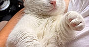 Athena a rejoint le concours — aidez-le/la à gagner de superbes lots ! cat, sleeping, white_fur, black_markings, pink_nose, pink_paw_pads, pet, animal, cute, fluffy, close_up, indoor, resting, relaxed, soft, whiskers, fur, paw, person_holding, comfort