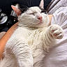 cat, sleeping, white_fur, black_markings, pink_nose, pink_paw_pads, pet, animal, cute, fluffy, close_up, indoor, resting, relaxed, soft, whiskers, fur, paw, person_holding, comfort