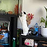 cat, fish_tank, indoor, plant, water_bottle, shelf, curious, black_and_white, tile_floor, decor, vase, dried_flowers, spray_bottle, container, snack_bag, home, pet, animal, furniture, living_room