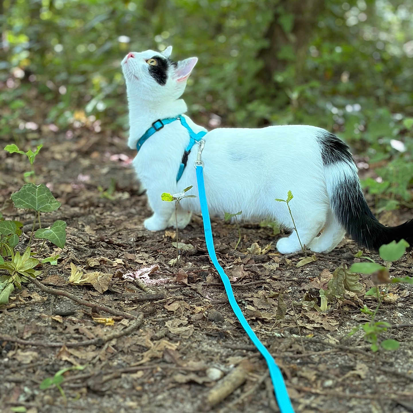 Athena a rejoint le concours — aidez-le/la à gagner de superbes lots ! cat, animal, white_cat, black_patches, harness, leash, forest, leaves, twig, outdoor, nature, curious, pet, walking, ground, greenery, wildlife, mammal, exploring, daylight