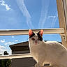 Athena participe au concours pour gagner de l'argent avec cette photo : cat, black_and_white, animal, pet, balcony, railing, outdoor, sunlight, sky, clouds, curious, feline, whiskers, ears, nose, window, building, nature, daytime, portrait