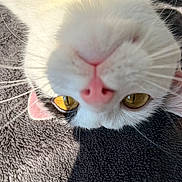 Athena participe au concours pour gagner de l'argent avec cette photo : cat, close_up, upside_down, golden_eyes, pink_nose, white_fur, black_fur, whiskers, texture, soft_lighting, pet, animal, curious, resting, face, eye_contact, indoor, fur, cute, portrait