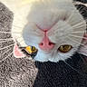 cat, close_up, upside_down, golden_eyes, pink_nose, white_fur, black_fur, whiskers, texture, soft_lighting, pet, animal, curious, resting, face, eye_contact, indoor, fur, cute, portrait