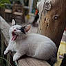 cat, white_cat, black_patch, yawning_cat, wooden_railing, outdoor, wood_post, greenery, animal, pet, feline, relaxing, nature, wood_texture, closeup, daylight, cute, resting, tongue_out, fur