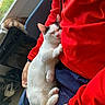 cat, sleeping, person, red_hoodie, lap, indoor, window, furniture, cozy, relaxing, white_cat, black_spots, hand, casual_clothing, daylight, soft_light, comfort, resting, cute, pet