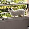 Athena participe au concours pour gagner de l'argent avec cette photo : cat, white_cat, black_markings, windowsill, open_window, greenery, trees, outdoor, nature, pet, curious, animal, domestic_cat, daylight, houseplant, balcony, fur, tail, window_frame, home