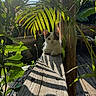 kitten, cat, wooden_railing, sunlight, shadows, green_leaves, plants, outdoor, nature, pet, animal, daylight, wood, fence, relaxing, small_animal, cute, curious, resting, sunny