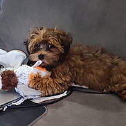 Peanut is registered to the contest to win money with this photo: animal, brown_fur, chewing, comfortable, couch, cute, dog, domestic, fluffy, furniture, indoor, laptop, paper, pet, playful, plush_toy, puppy, relaxed, small_dog, toy