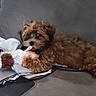 animal, brown_fur, chewing, comfortable, couch, cute, dog, domestic, fluffy, furniture, indoor, laptop, paper, pet, playful, plush_toy, puppy, relaxed, small_dog, toy