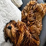 Peanut is registered to the contest to win money with this photo: animal, brown, canine, comfort, companion, couch, cozy, cute, dog, fluffy, fur, home, indoor, pet, pillow, relaxed, resting, sleeping, snuggling, soft