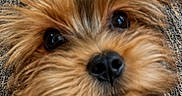 Peanut joined the competition — help win amazing prizes! adorable, animal, black_nose, brown_fur, carpet, close_up, companion, curious, cute, dog, domestic_animal, fluffy, friendly, furry, indoor, office_chair, pet, puppy, small_dog, young_dog
