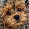adorable, animal, black_nose, brown_fur, carpet, close_up, companion, curious, cute, dog, domestic_animal, fluffy, friendly, furry, indoor, office_chair, pet, puppy, small_dog, young_dog