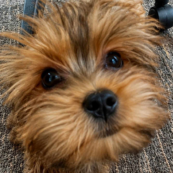 Peanut
