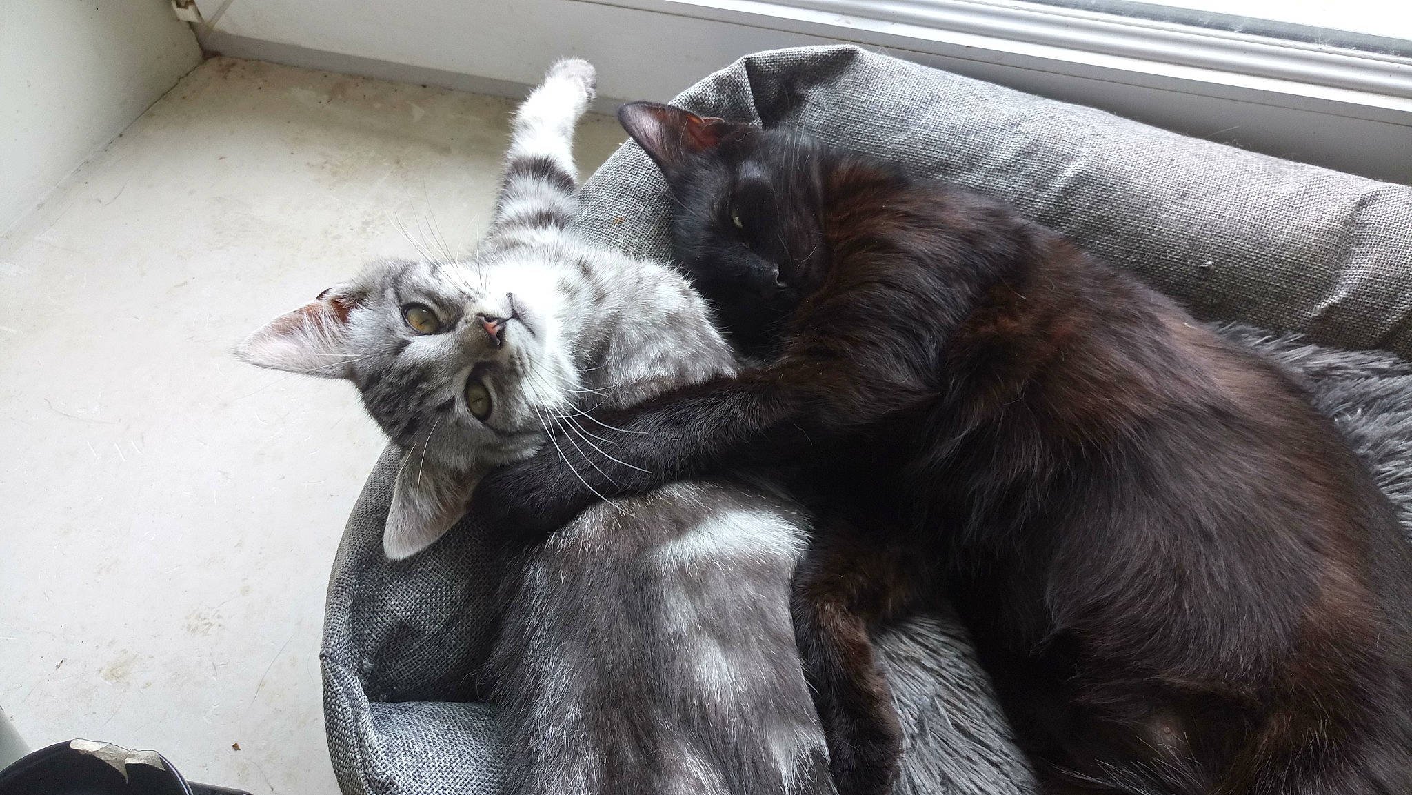 Brownie Et Cookie a rejoint le concours — aidez-le/la à gagner de superbes lots ! black_cat, bombay, carnivore, cat, claw, comfort, domestic_short_haired_cat, ear, felidae, fur, grey, nap, paw, small_to_medium_sized_cats, snout, tail, terrestrial_animal, whiskers