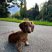 Arlo participe au concours pour gagner de l'argent avec cette photo : dog, puppy, dachshund, outdoor, park, pavement, grass, trees, leash, collar, canine, pet, nature, young, animal, cute, fur, ears, sidewalk, daytime