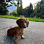 dog, puppy, dachshund, outdoor, park, pavement, grass, trees, leash, collar, canine, pet, nature, young, animal, cute, fur, ears, sidewalk, daytime