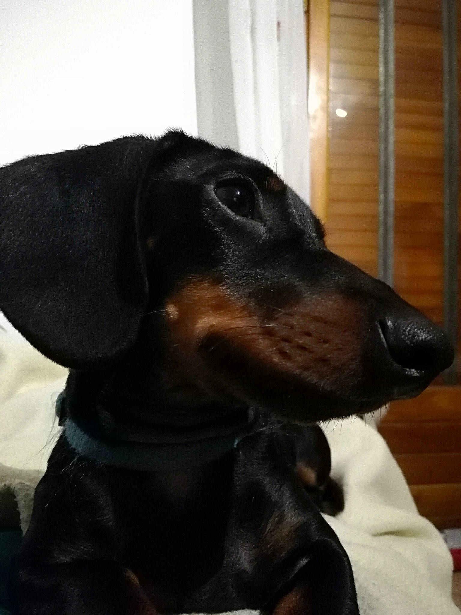 Réko participe au concours pour gagner de l'argent avec cette photo : brown, canidae, carnivore, companion_dog, dachshund, dog, dog_breed, fur, hound, huntaway, mammal, scent_hound, snout, sporting_group, vertebrate, whiskers, window_covering, working_animal, working_dog