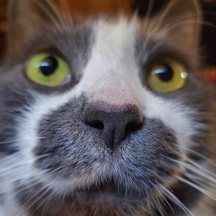 Einstein is registered to the contest to win money with this photo: aegean_cat, american_wirehair, carnivore, cat, close_up, domestic_short_haired_cat, eye, felidae, fur, kitten, nose, photography, small_to_medium_sized_cats, snout, whiskers