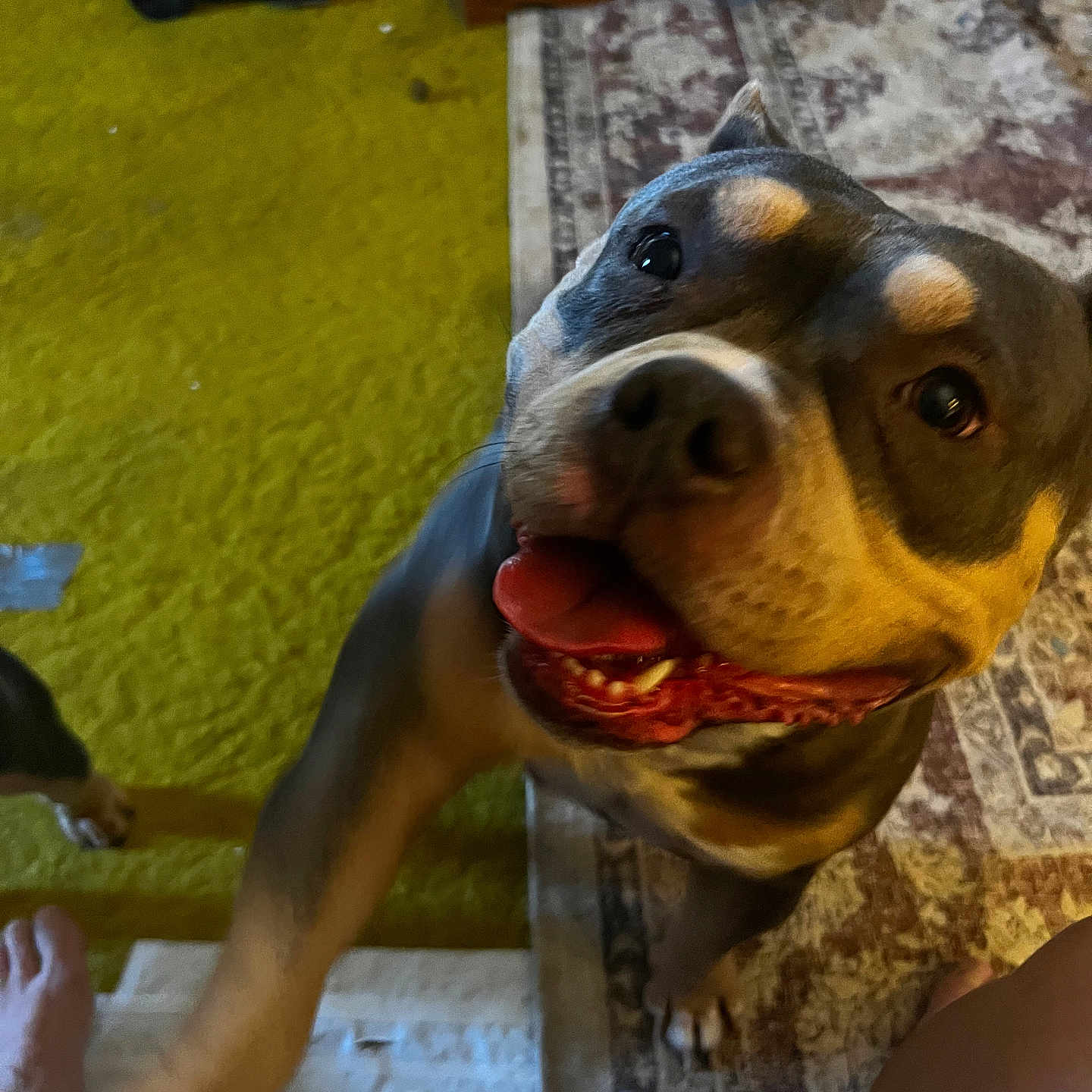 Luna is registered to the contest to win money with this photo: animal, black, brown, canine, carpet, close_up, dog, floor, friendly, furniture, happy, home, indoor, paw, pet, playful, rug, smiling, tan, tongue_out