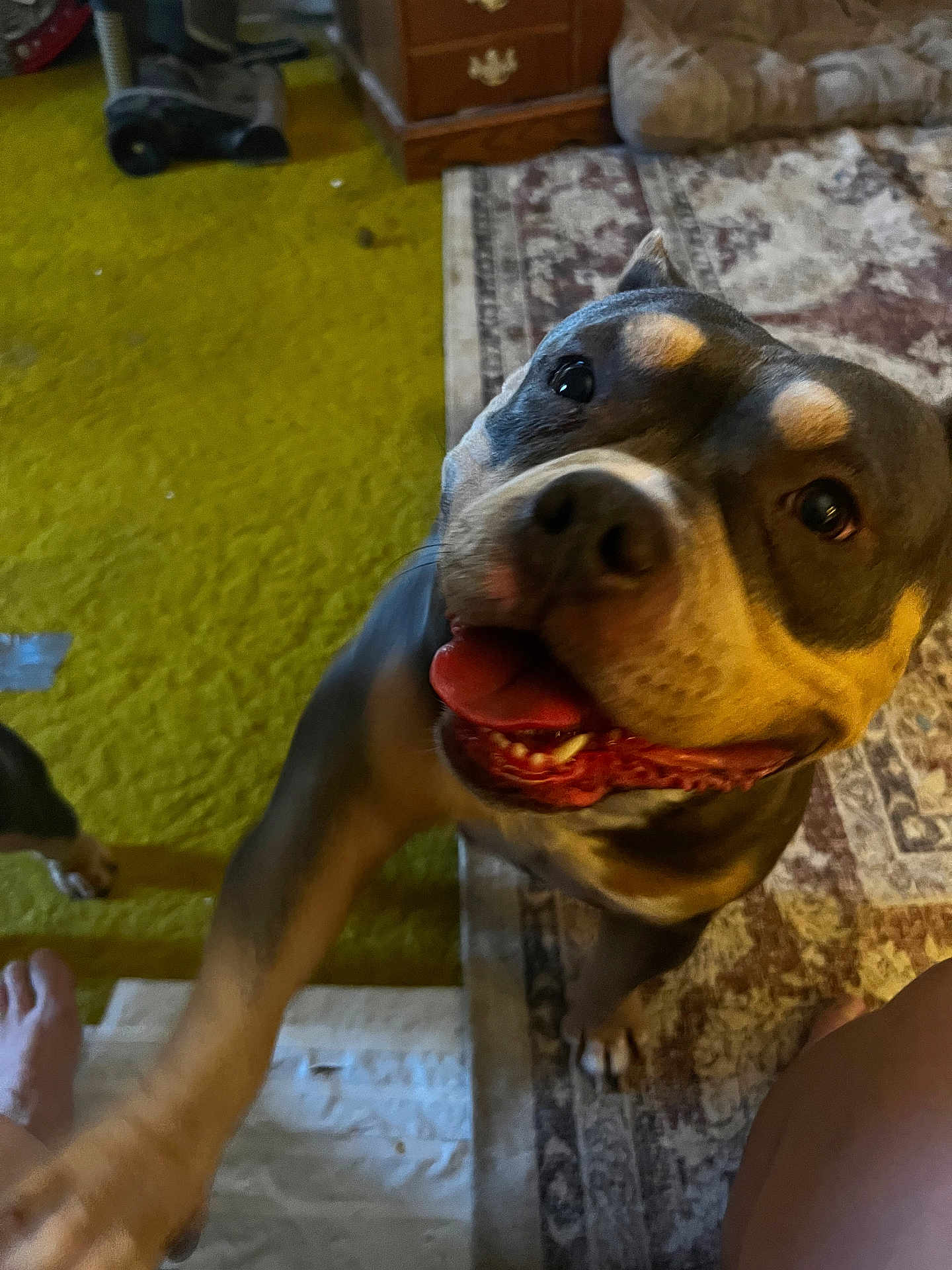 Luna is registered to the contest to win money with this photo: dog, happy, tongue_out, indoor, carpet, rug, paw, pet, canine, smiling, close_up, floor, furniture, brown, black, tan, friendly, playful, animal, home