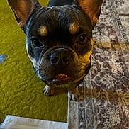 Lil Yay joined the competition — help win amazing prizes! dog, french_bulldog, pet, animal, ears, face, eyes, indoor, carpet, rug, floor, cute, curious, portrait, mammal, domestic_animal, closeup, brown, black, whiskers