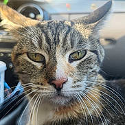 Bug joined the competition — help win amazing prizes! cat, tabby_cat, close_up, face, whiskers, car_interior, dashboard, cup, drink, seat, pet, animal, feline, indoor, vehicle, blurred_background, eyes, fur, nose, calm