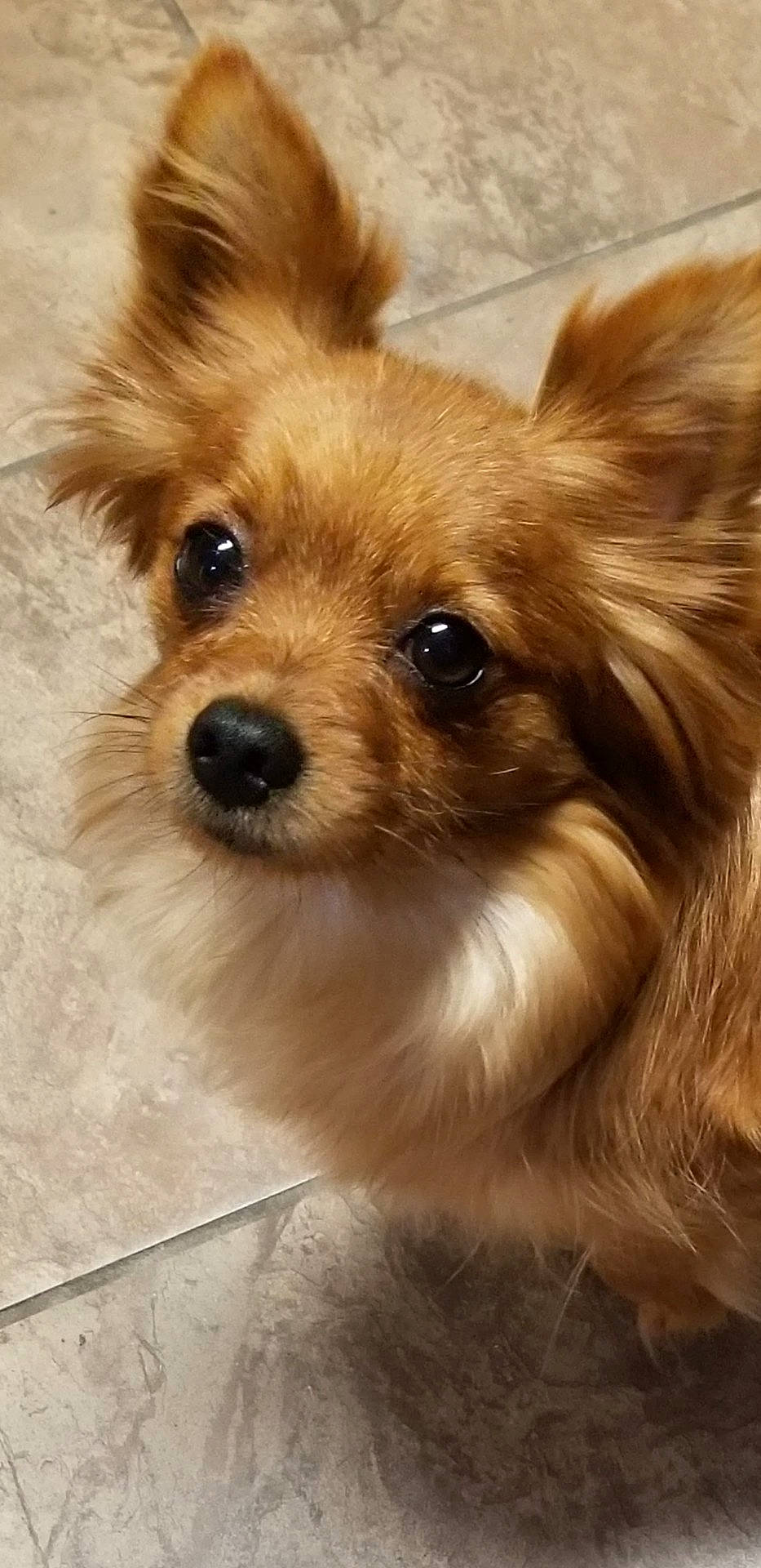 Leia joined the competition — help win amazing prizes! ancient_dog_breeds, canidae, carnivore, companion_dog, corgi_chihuahua, dog, dog_breed, eye, fawn, fur, german_spitz, puppy, snout, sporting_group, terrestrial_animal, toy_dog, volpino_italiano, whiskers, wildlife, working_animal