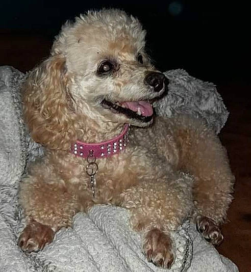 Douchka a rejoint le concours — aidez-le/la à gagner de superbes lots ! canidae, carnivore, cockapoo, companion_dog, dog, dog_breed, dog_collar, fur, goldendoodle, labradoodle, poodle, poodle_crossbreed, puppy_love, shih_poo, snout, sporting_group, terrier, toy_dog, water_dog, working_animal