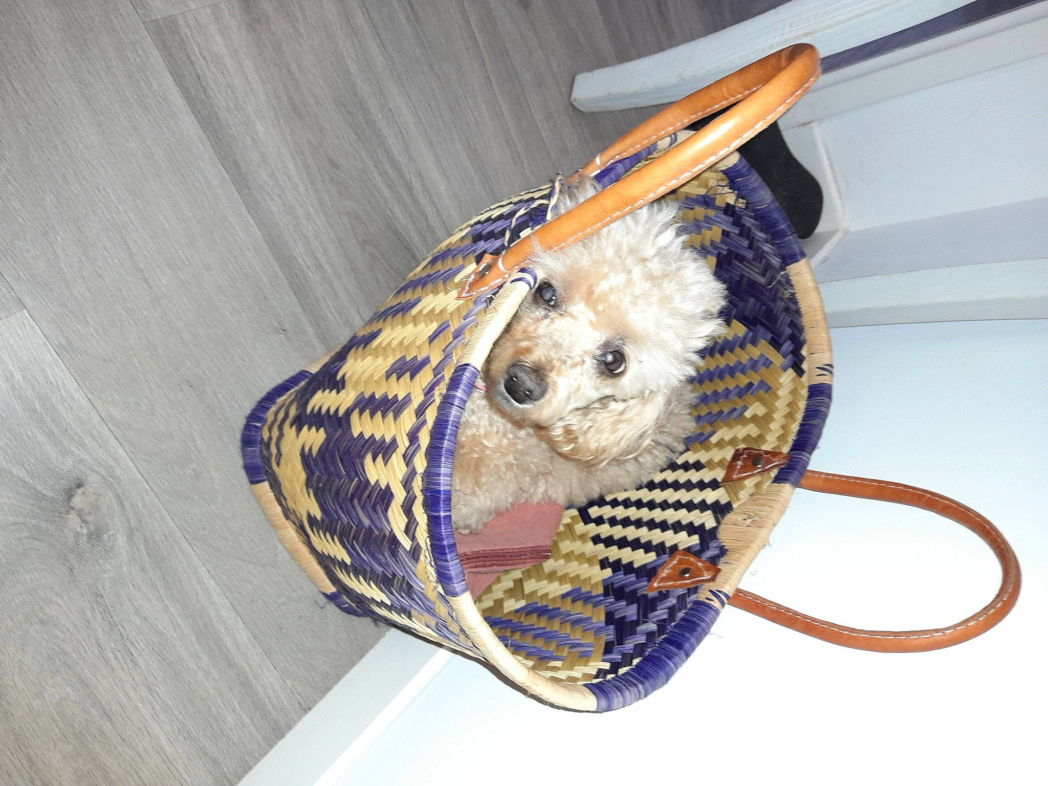 Douchka participe au concours pour gagner de l'argent avec cette photo : bag, cap, carnivore, companion_dog, costume_hat, dog, dog_breed, dog_clothes, fashion_accessory, fawn, felidae, fur, hat, helmet, stuffed_toy, sun_hat, toy, whiskers, wood, working_animal