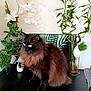 cat, fluffy_cat, black_cat, indoor, plants, greenery, flowers, table, decor, houseplant, leaf_pattern, white_flowers, feline, pet, domestic_animal, fur, sitting, alert, home_decor, curious
