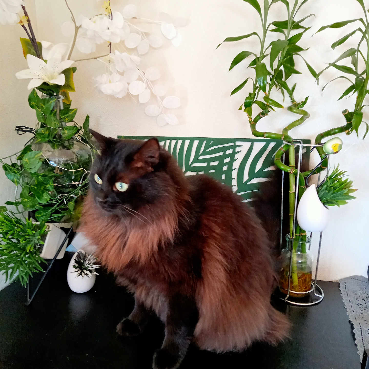 Bruwnie a rejoint le concours — aidez-le/la à gagner de superbes lots ! alert, black_cat, cat, curious, decor, domestic_animal, feline, flowers, fluffy_cat, fur, greenery, home_decor, houseplant, indoor, leaf_pattern, pet, plants, sitting, table, white_flowers