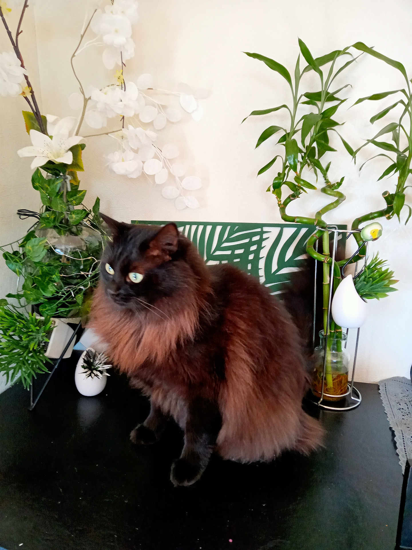 Bruwnie a rejoint le concours — aidez-le/la à gagner de superbes lots ! cat, fluffy_cat, black_cat, indoor, plants, greenery, flowers, table, decor, houseplant, leaf_pattern, white_flowers, feline, pet, domestic_animal, fur, sitting, alert, home_decor, curious