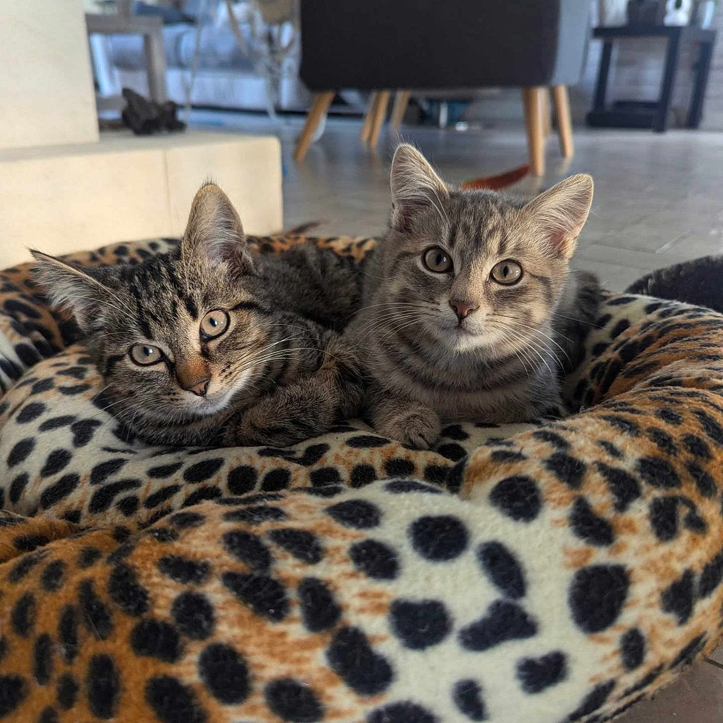 Zazu Et Kovu a rejoint le concours — aidez-le/la à gagner de superbes lots ! animal, beanbag, blanket, cat, couch, cushion, furniture, homedecor, kitten, manx, ocelot, pet