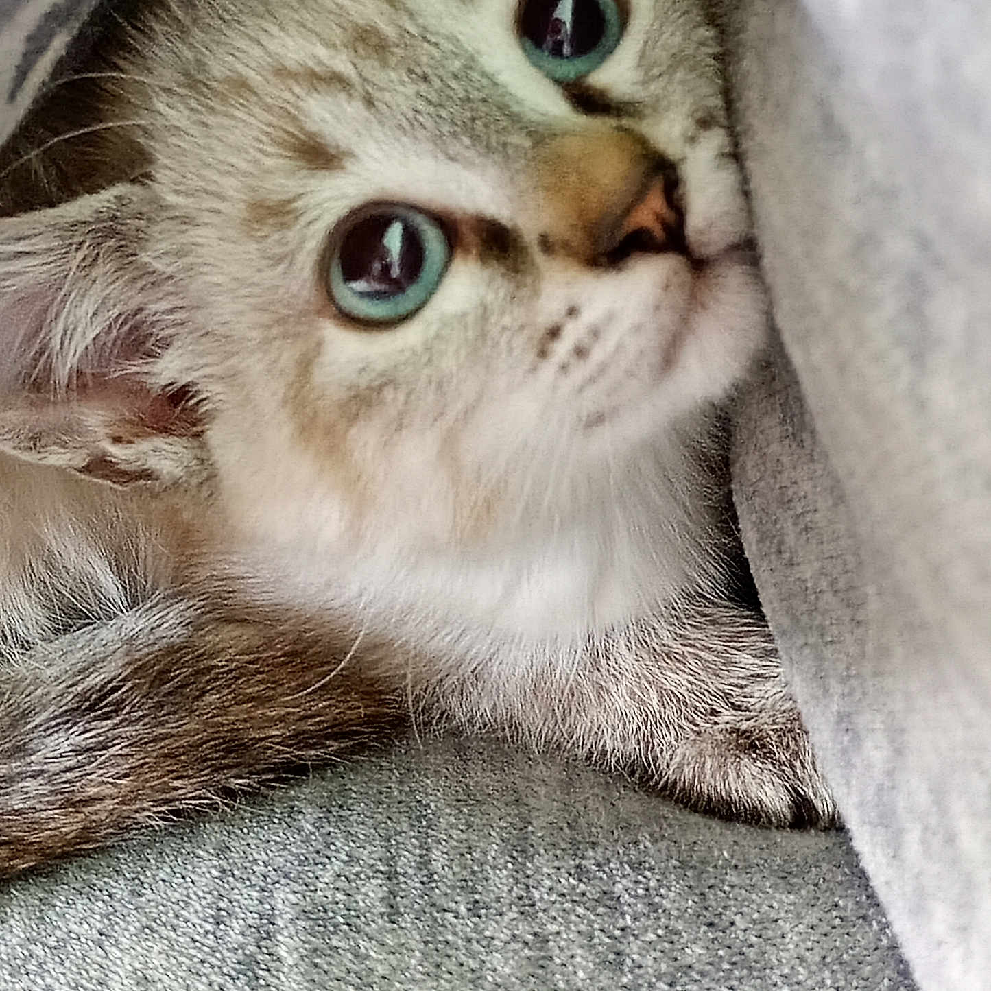 Zia a rejoint le concours — aidez-le/la à gagner de superbes lots ! animal, blanket, blue_eyes, cat, close_up, cozy, curious, cute, face, feline, fur, indoor, kitten, peek, pet, resting, small, soft, whiskers, young
