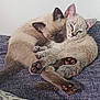 kitten, cat, pets, cuddling, cute, feline, animal, indoor, cozy, fur, paws, blue_eyes, relaxed, companions, resting, sofa, close_up, snuggling, domestic_animal, friendship